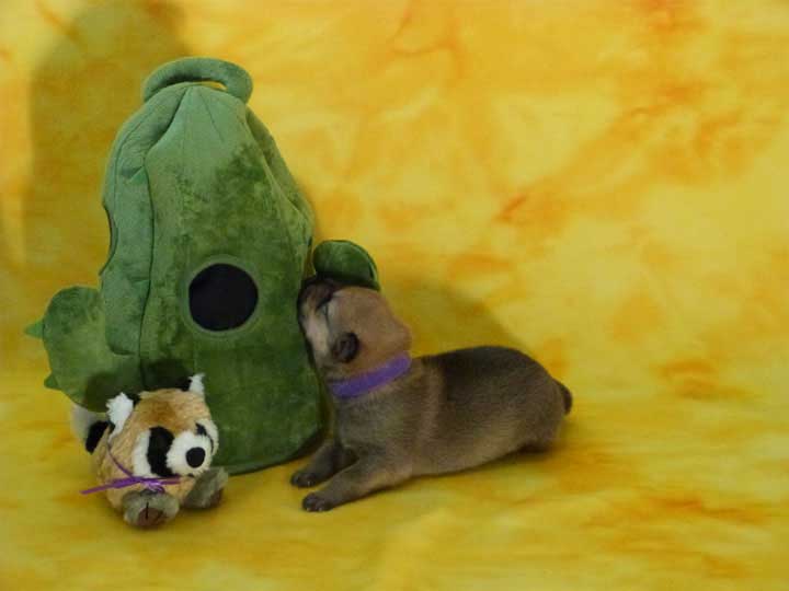 chinook puppy